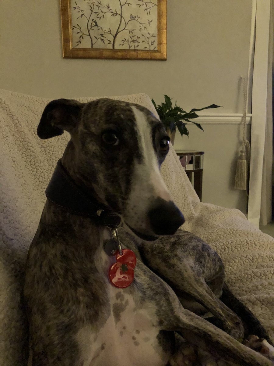 We will remember them #poppy #whippet