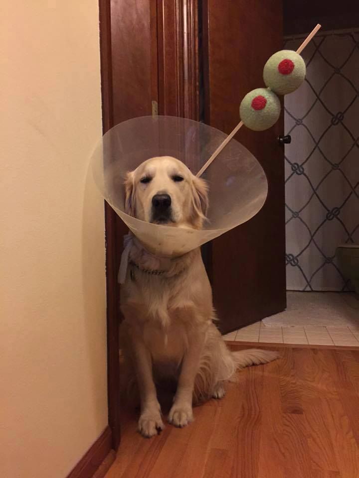 NiSaBulaVinaka's tweet image. Aww, #PDRip. Your chauffeur missed an opportunity to turn you into a Martini (shaken, not stirred). Hope you're better soon. #TartanDogs
