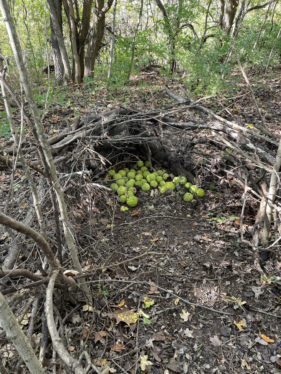 Hady Lichaa, MD, FACC, FSCAI, FSVM, RPVI tweet media