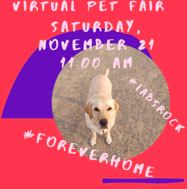 golden gate labrador retriever rescue