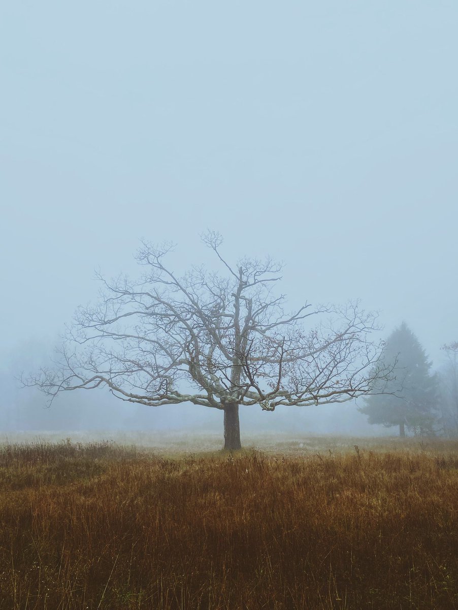 Hunter0988's tweet photo. October was spooky. 
 
The wild ponies at Grayson Highlands weren’t spooky, but they still fit the ~aesthetic~ https://t.co/b2DD28xVzK
