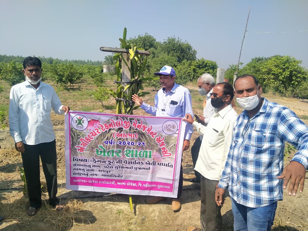 ATMAMahisagar's tweet photo. આત્મા પ્રોજેકટ મહીસાગર દ્વારા નવીન પાકો ની ખેતી કરી આવકમાં વધારો થાય તે હેતુસર #ડ્રેગન_ફ્રૂટ #Pitahaya - #Selenicereus_undatus ની ખેતર શાળા - #FarmSchool ના સેશનનું આયોજન કરવામાં આવ્યું.

@DDOMAHISAGAR @ATMAGUJARAT https://t.co/xkhvrCr48U