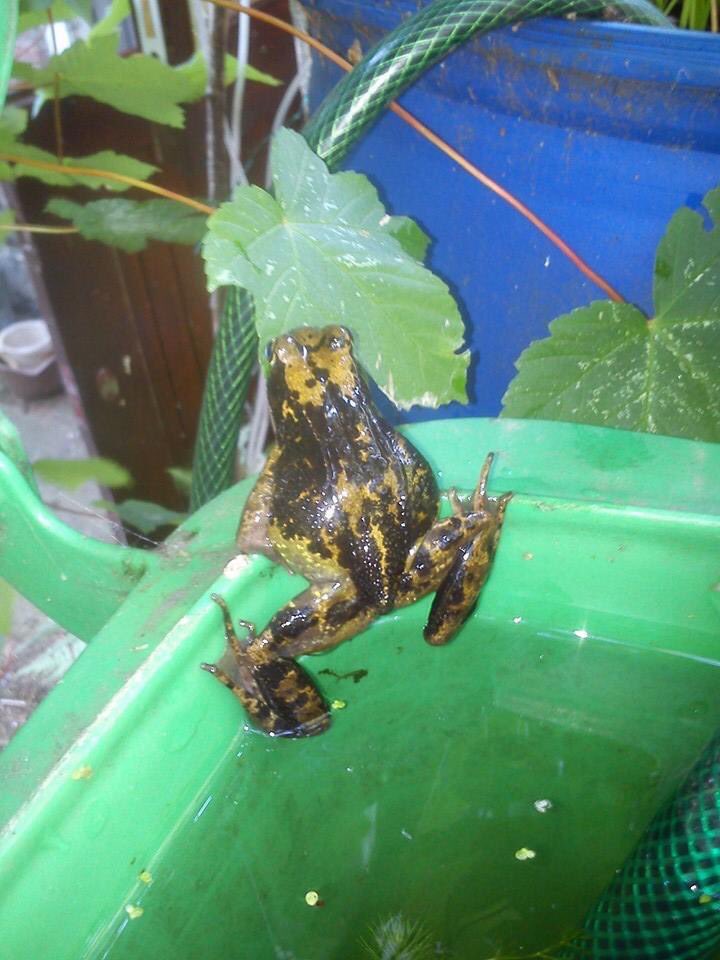 Zaterdag gehoord: de roep van de bruine kikker, volkswijsheid; Als in de herfst de bruine kikkers kwaken zal de komende winter ons zacht raken, en nu maar afwachten.