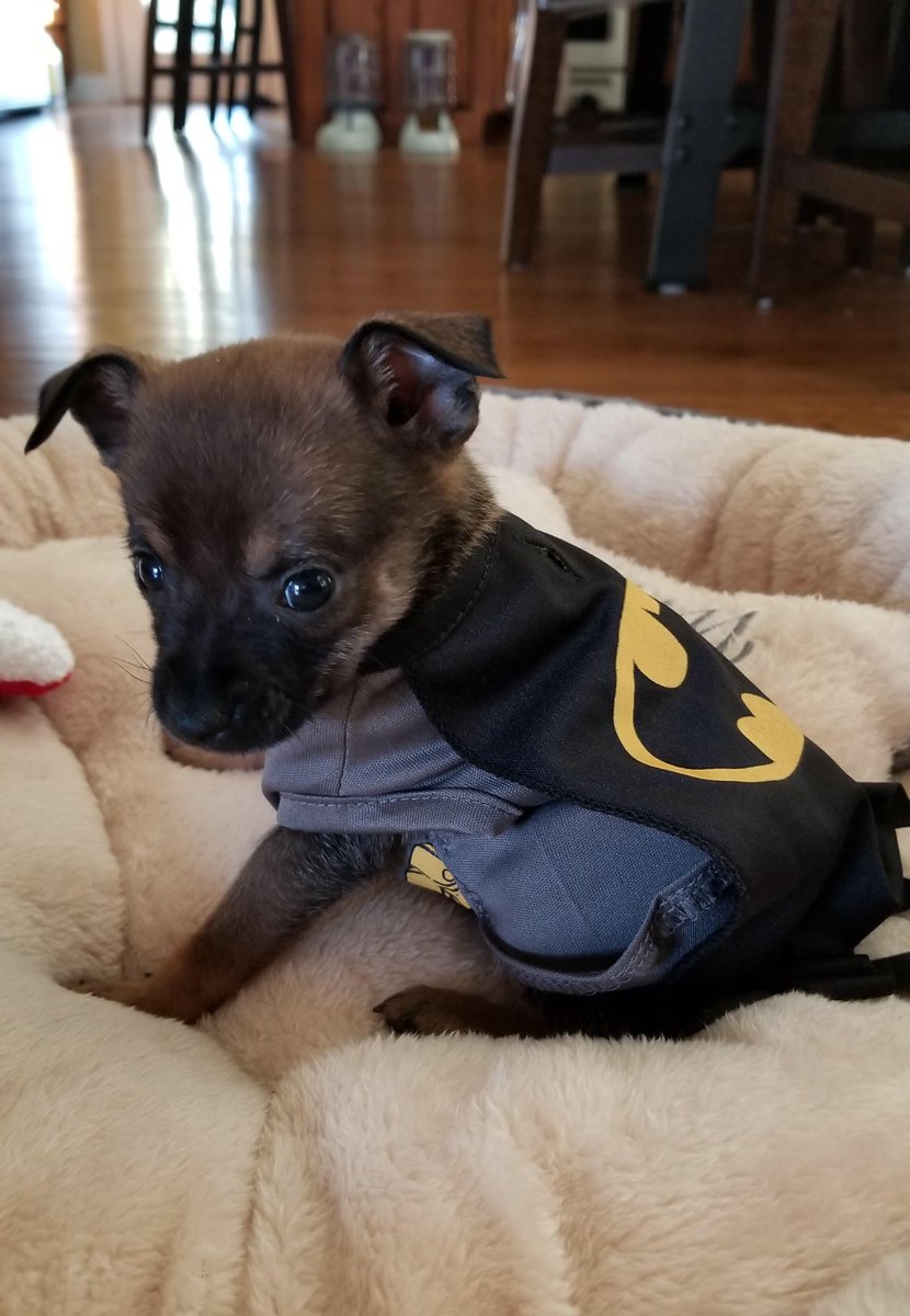 day 84 of nhlers as puppies: (day late but) tiny puppy and tiny kaner in batman costumes 