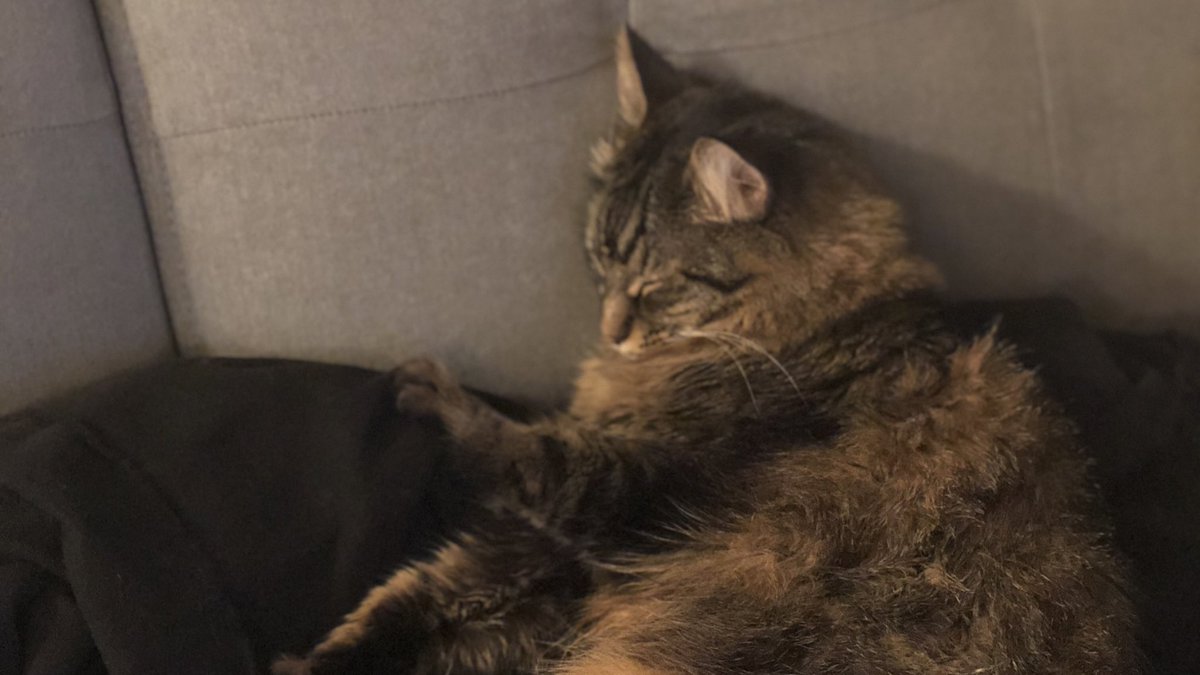 🐾 Amy Shackles 🐾 tweet media