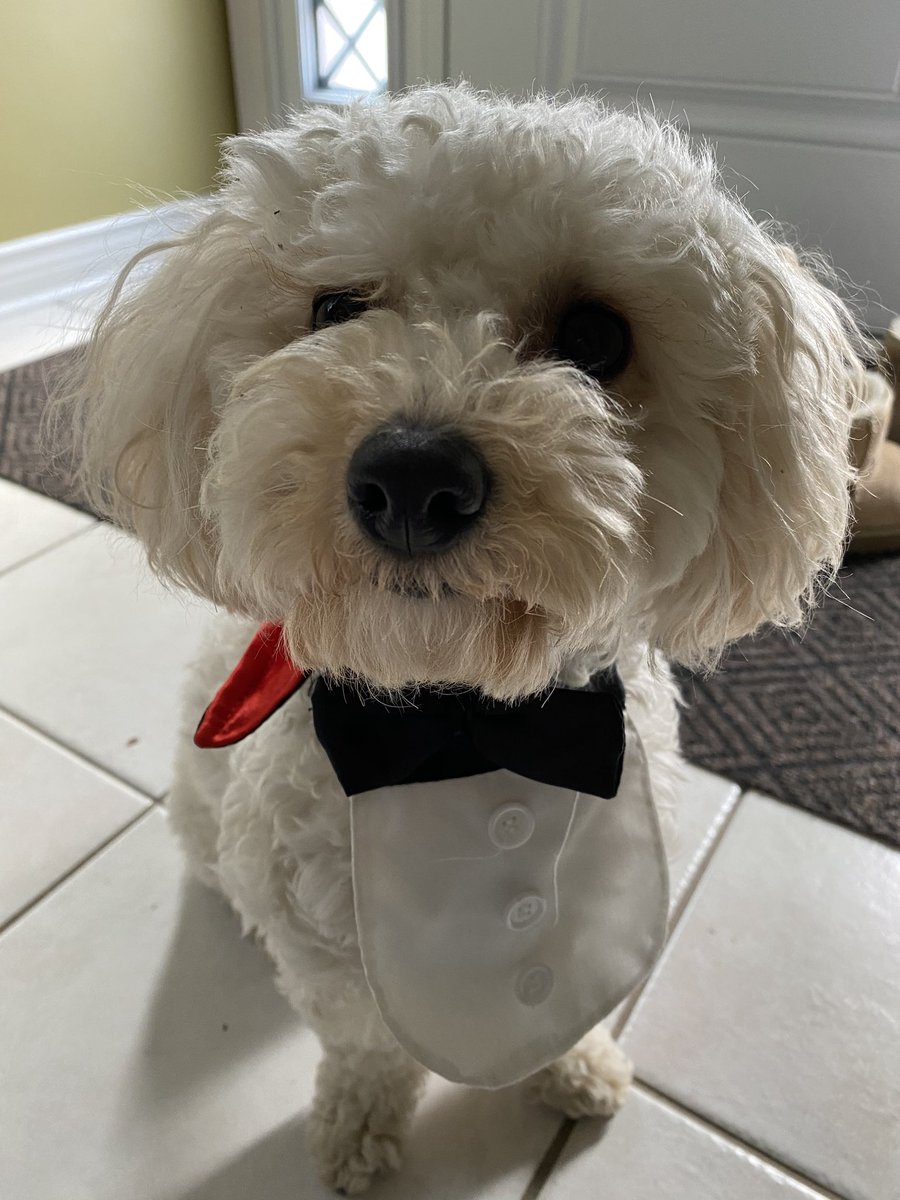 EpsteinSheri's tweet photo. @carmsjohnson Here’s Perry the Vampire Butler https://t.co/qLcTr2d2Sc