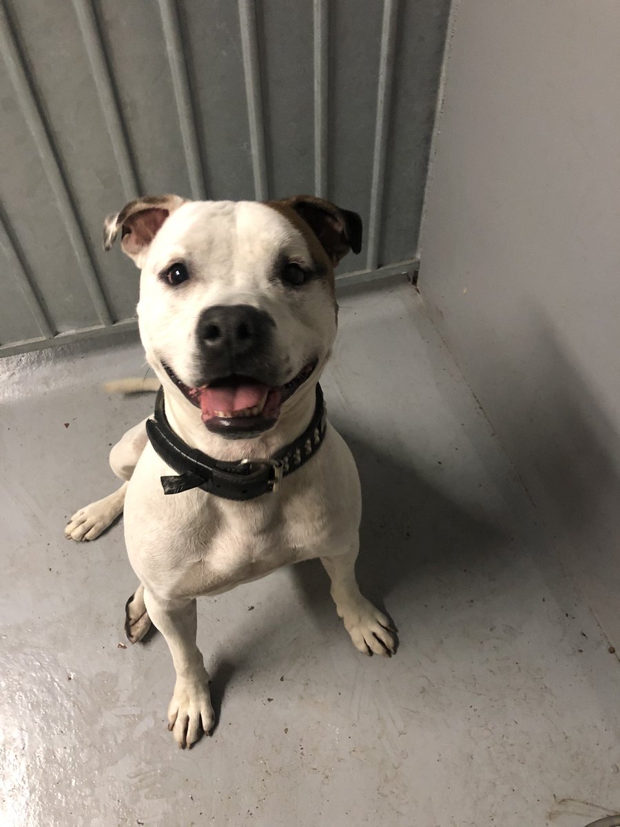 stefsrescue's tweet image. I’m need of a foster / forever home for zeus. He is nearly three and has bags of energy. He is a quick learner but sadly was never taught manners and boundaries. Kennels really don’t  suit  him. #durham #sunderland #FosterFirst