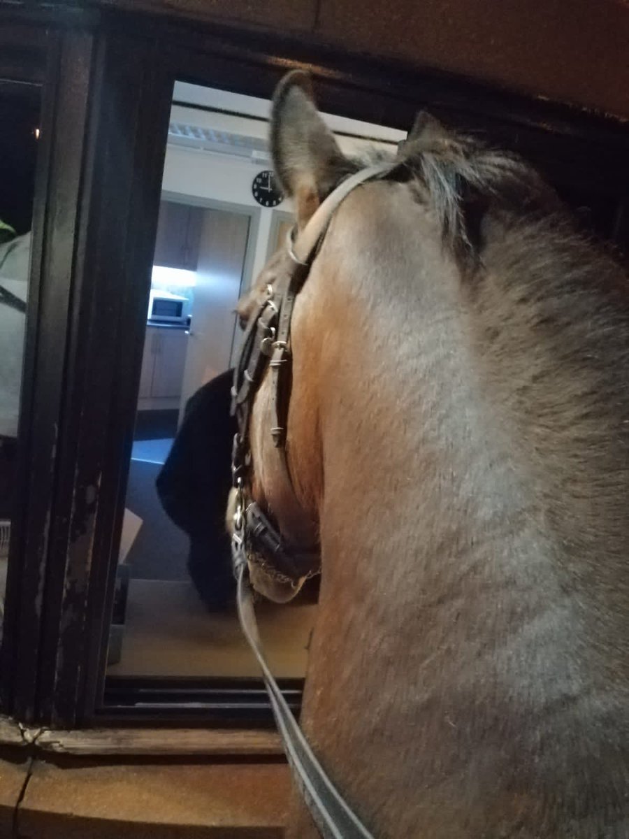 Silver and Jake got a lovely bag of carrots from the security guards at the Anglican Cathedral last night. They treated it like a drive thur! #StandTall #PHSilver #PHJake #ThankYou #DriveThurCarrots #AnglicanCathedral #MountedPatrols