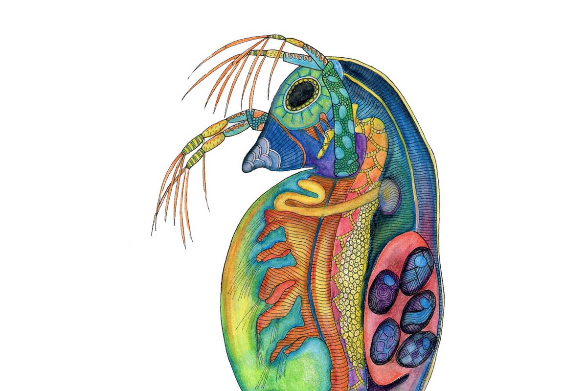 jvcdelaney's tweet photo. 🔬 Life under the lens is an exploration of the microscopic world through colouring. Available worldwide in good bookshops. Colouring by @RaleighMcElvery #sciart #scicomm #coloring #colouring #insects #microsopic https://t.co/gzFZEK1sB5 https://t.co/tdEPTDCLWt