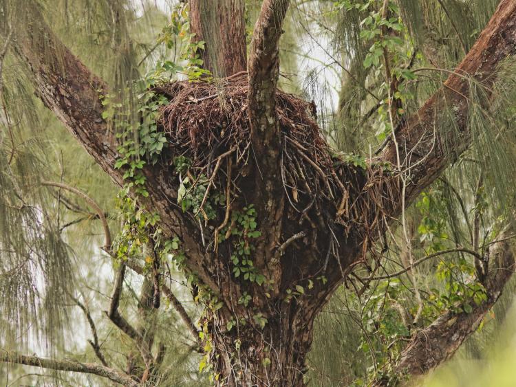 The Pembroke Pines Bald Eagles have returned to the nest. This will be the twelfth year they have occupied this site. Nineteen eaglets have fledged out of the 25 known to have hatched over the years.