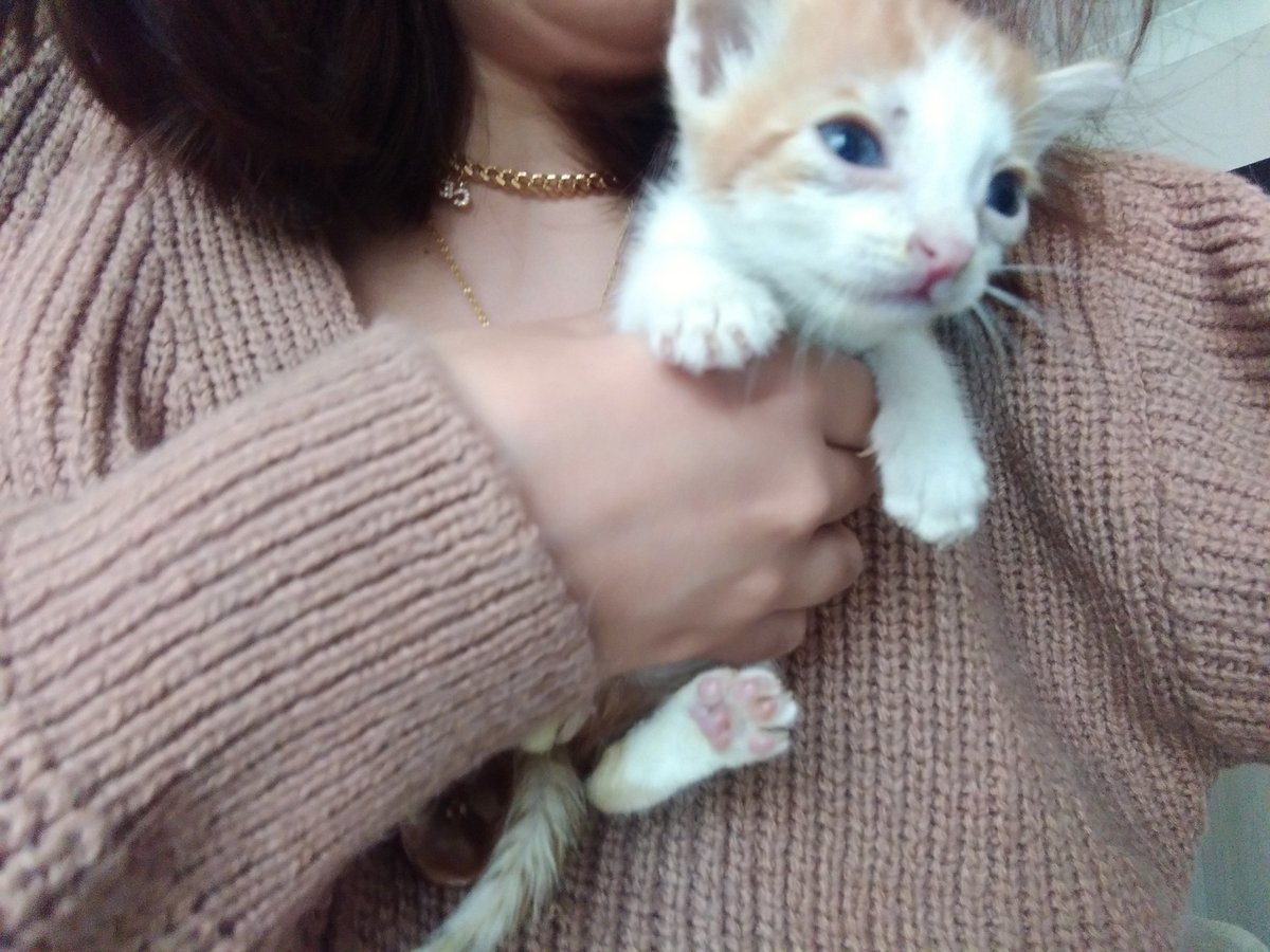 Bu yavru daha 25 günlük ve çok küçük olduğu için anne sütüne ihtiyacı var yoksa ölecek İstanbul içinde yeni anne olan ve süt anne olabilecek kedi arıyoruz lütfen rt yaparak yayar mısınız