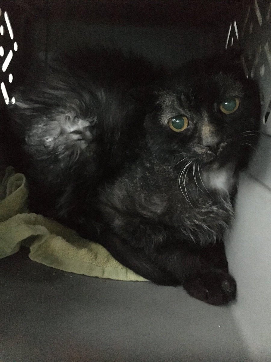 CatAidFund's tweet image. You helped Ziggy before, and now he needs help again! From abused #streetcat to a loving foster, Ziggy now has acute kidney issues and needs a transfusion. We want to save his life! Can you make a small donation towards his care? #fiv #fivcat #rescue #cats paypal.com/biz/fund?id=GZ…