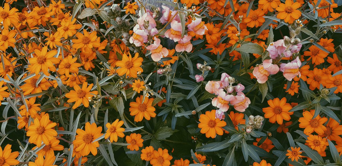 Love you 🏵🏵🏵