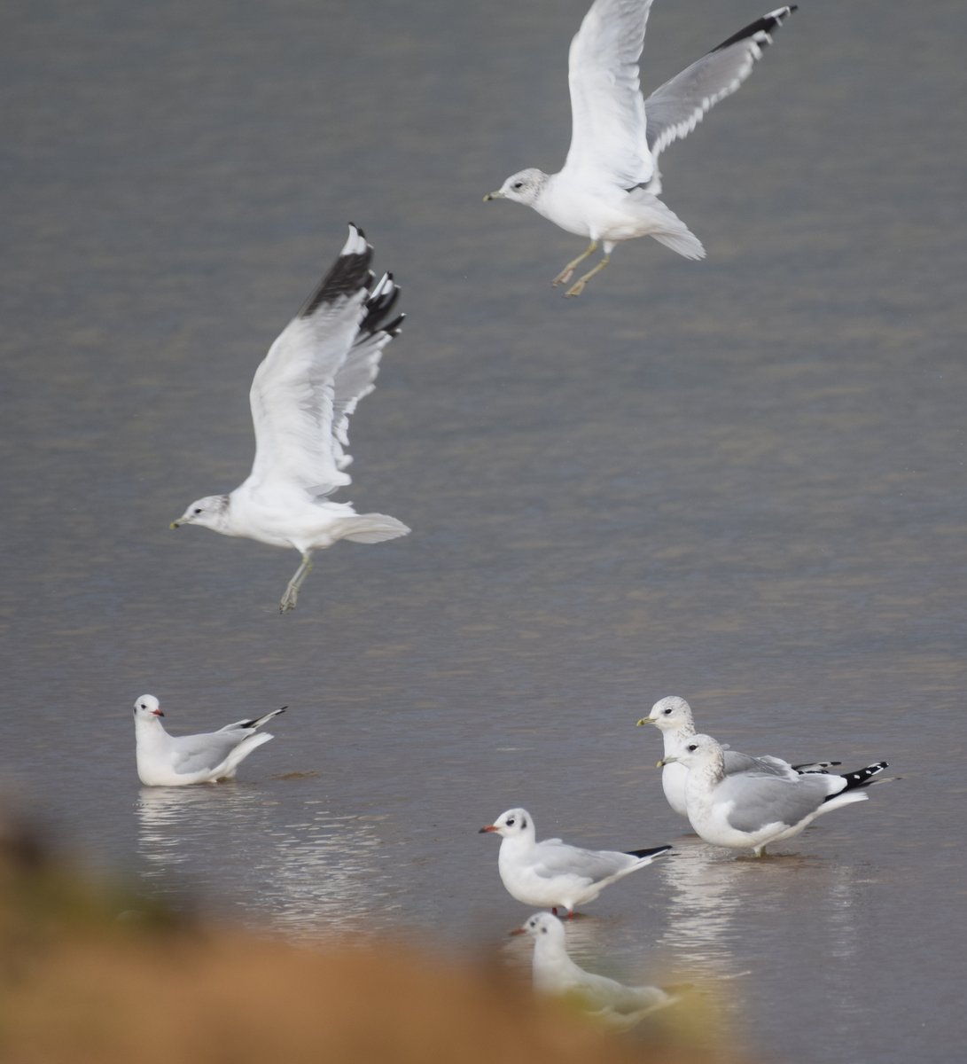 4 birds from this morning's walk - Teal, Redshank, lapwing &amp; Common gull
