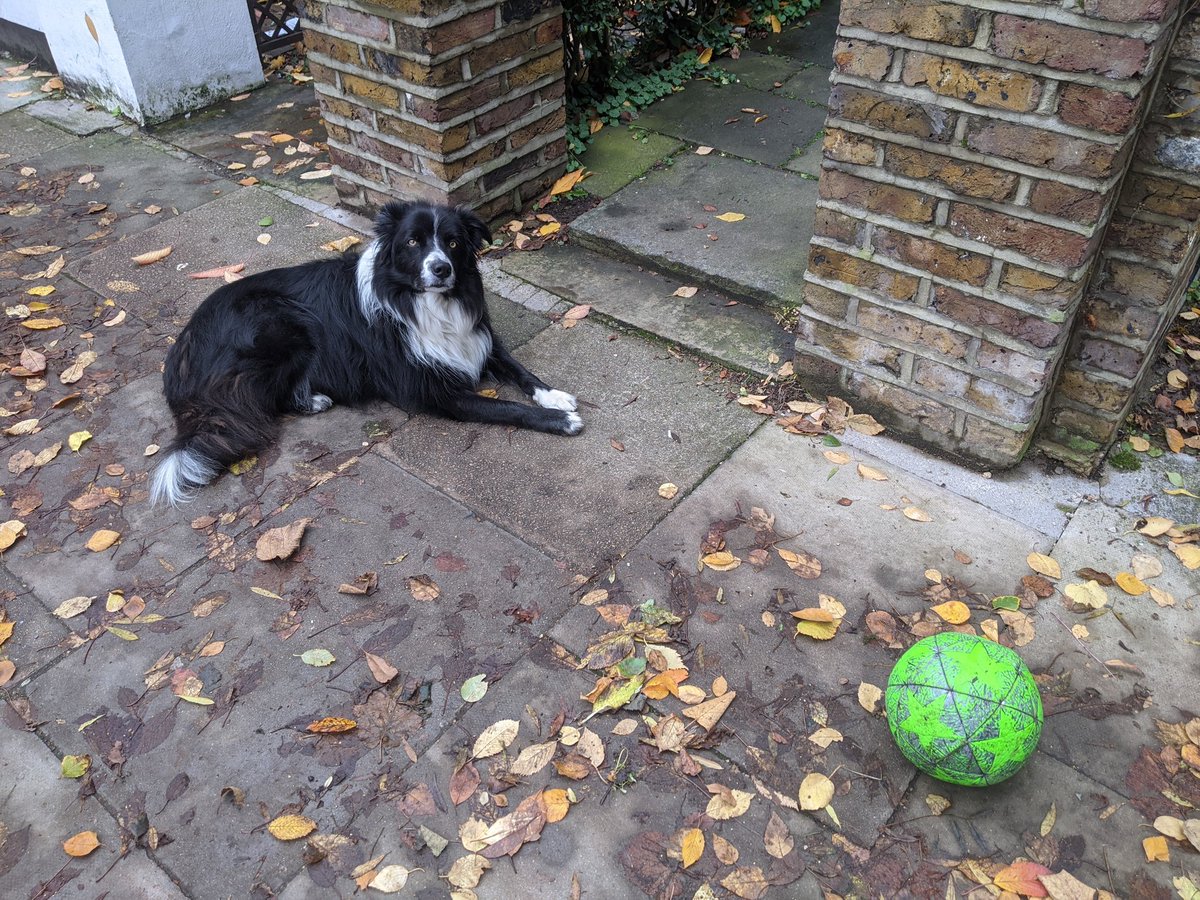 Today, I met a dog on our street who really wanted to play fetch.