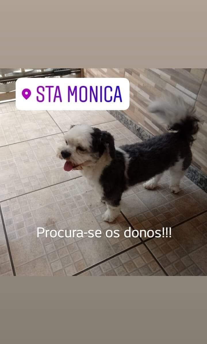 amsxsantos's tweet photo. REGIÃO SANTA MONICA, SANTA AMÉLIA, VENDA NOVA 

Uma moça encontrou esse cachorrinho no bairro Santa Mônica e está procurando o dono porque ele tá muito triste, quem souber de algo me chama na dm por favor. 

RT PRA AJUDAR https://t.co/P9cuffj4Dl