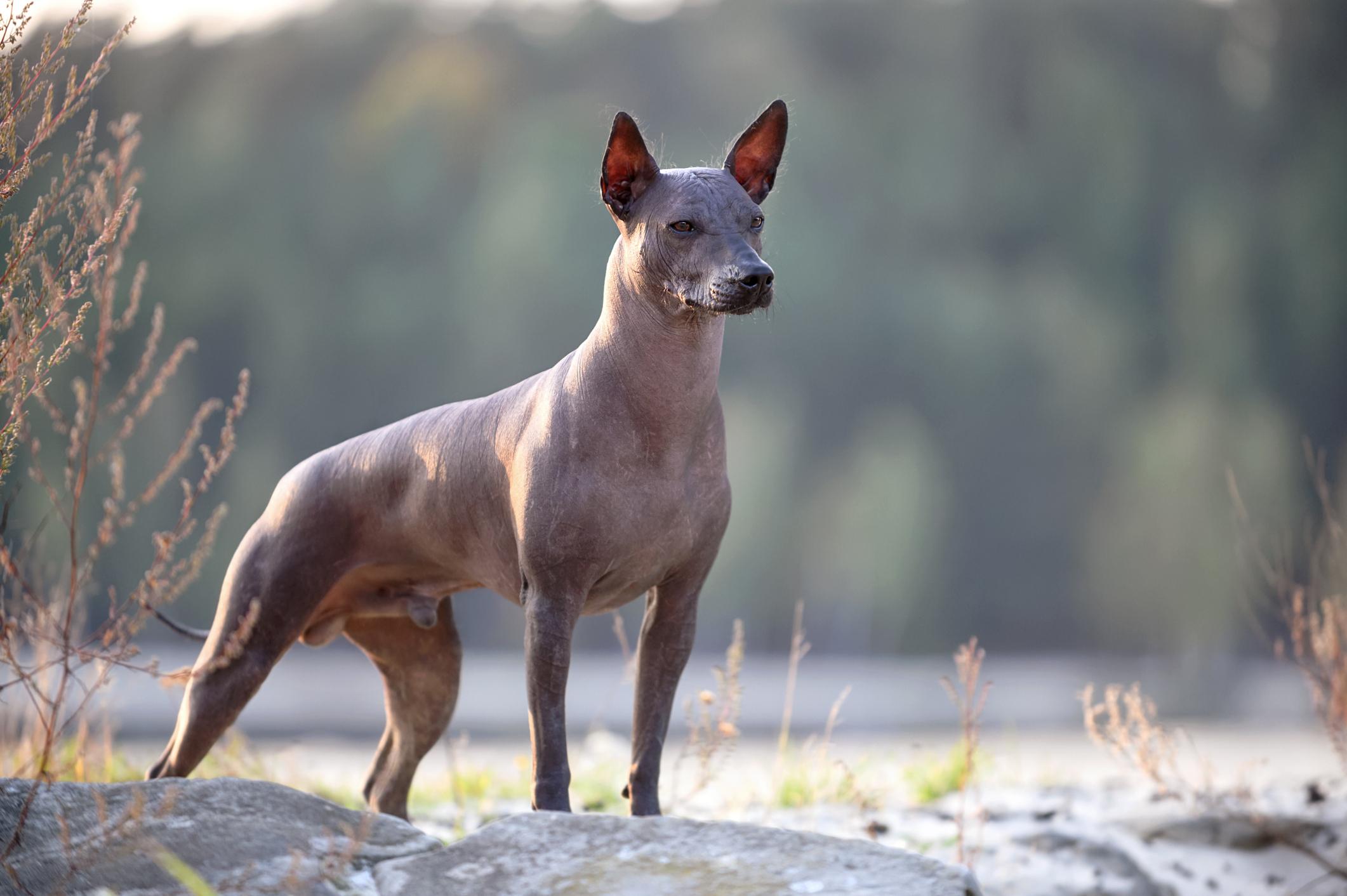 Animal Planet on X Can you say Xoloitzcuintle Neither can we. We can however say Mexican hairless dog which is another term to describe the national dog of Mexico. This breed goes