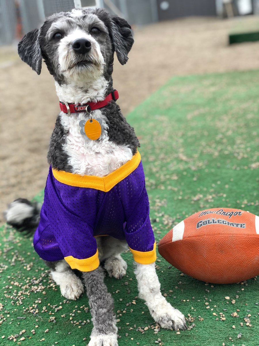 CanineAcresFF's tweet photo. Who's cheering on the Viking's today? ⁠
⁠
We are hoping for the "W" this week! ⁠
⁠
Go Minnesota! ⁠
⁠
⁠
⁠
⁠#canineacresff #Fergusdogs #MNdogs #MNpetboarding #MNcats  #shoplocal #dogs #cats #daycare #dogboarding #ottertailcounty https://t.co/FBq50XWHz4