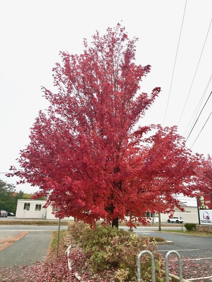 dannrayv's tweet photo. ❤️ #NorthamptonMA trees - Oct 21, 2020 #latetweets #Massachusetts #autumnfalls #fall2020 https://t.co/8z79zxTH18