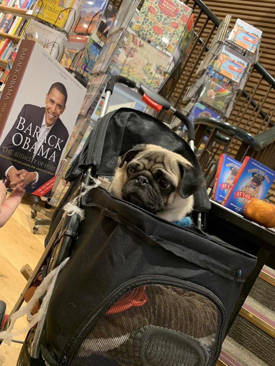PugBertie's tweet photo. It’s a shame @BarackObama released his book on the same day as meeeeeeee, I guess it was just bad timing. It was great they put two esteemed Authors together but my book was displayed right next to his! I feel bad, I hope he’s not too upset I sold out of my copies and he didn’t.. https://t.co/gUVLKrfwod