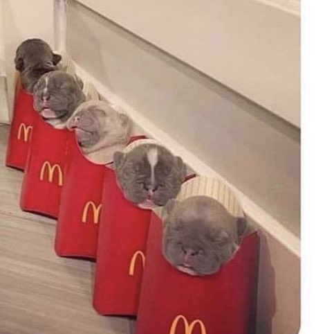 JerseyMadeAmir's tweet photo. Nobody:
Chinese niggas: https://t.co/CweECNjGDY