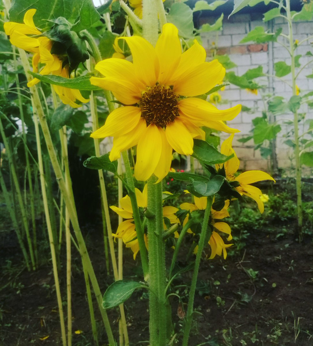 elborissan's tweet photo. #facebook : https://t.co/xSzywl0svD
.
#naturaleza #amarillo #girasol🌻 #girasoles #sun #sol #flowers #sunflower #amarillo #yellow #dia #girassóis #love #lovegirasoles #beautiful #cute #lindo #bonito #elborissan #desants1902 #me #followme #likeforlikes #like4likes #likeforfollow https://t.co/Zua4WmFtly