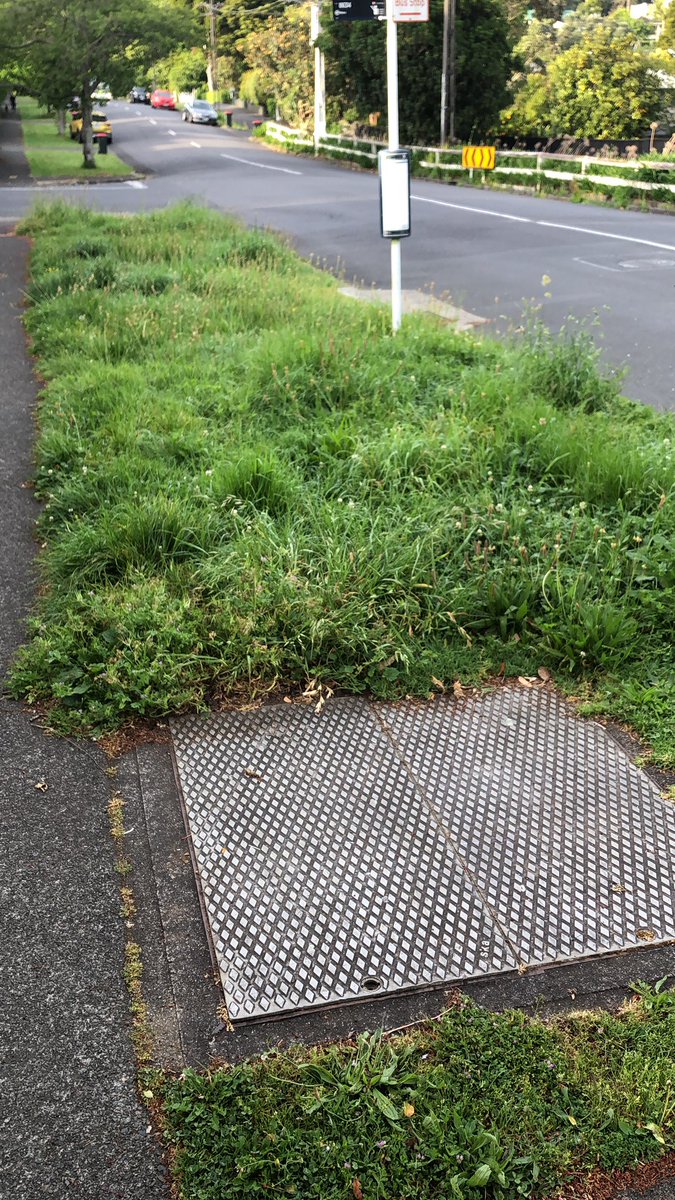 Anyone know if you can get native nz seed bombs to add some colour to this curbside urban jungle? At least than it be pretty 🌸🌼🌺 #nz #nativeplants #guerillaplanting #urbanjungle