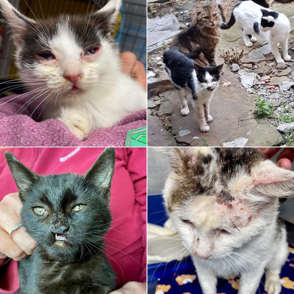 Allerton Cat Rescue Allertoncatres Twitter