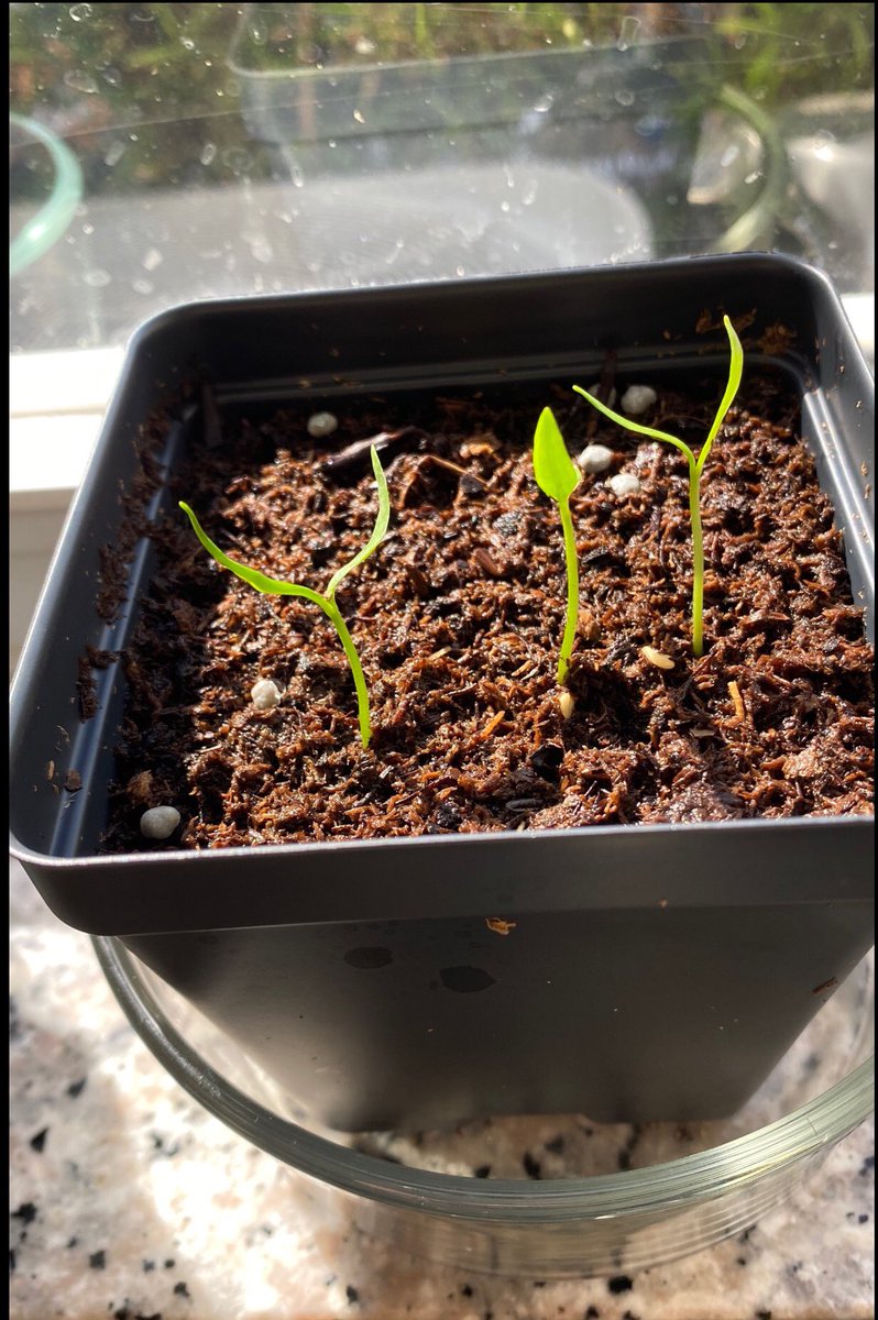 Ms Ro-Do tweet media