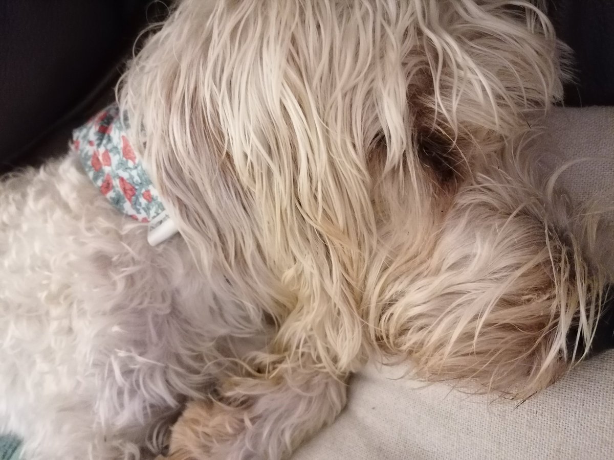 ArchieBall25's tweet image. Auntie Sandra I got my new @ButtonburyCraft poppy bandana o