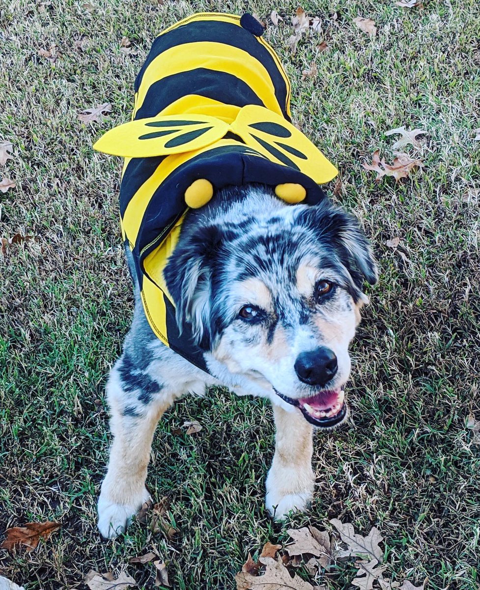 krazeekit's tweet photo. Halloween when youโre 15 ๐๐พ๐ป #trickortreat #bluemerle #australianshepherd #tulsapets #kiterrific https://t.co/qBoWwfmiZM
