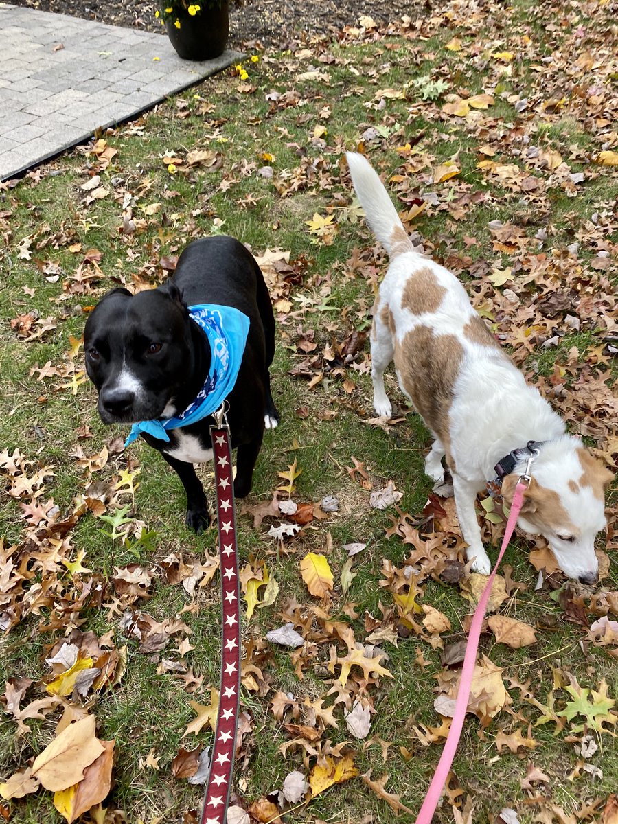 sully_jenny's tweet photo. Jack and Diane out Walking to Cure T1D!! #InthistogetherINKY https://t.co/pjWrY4L6N0