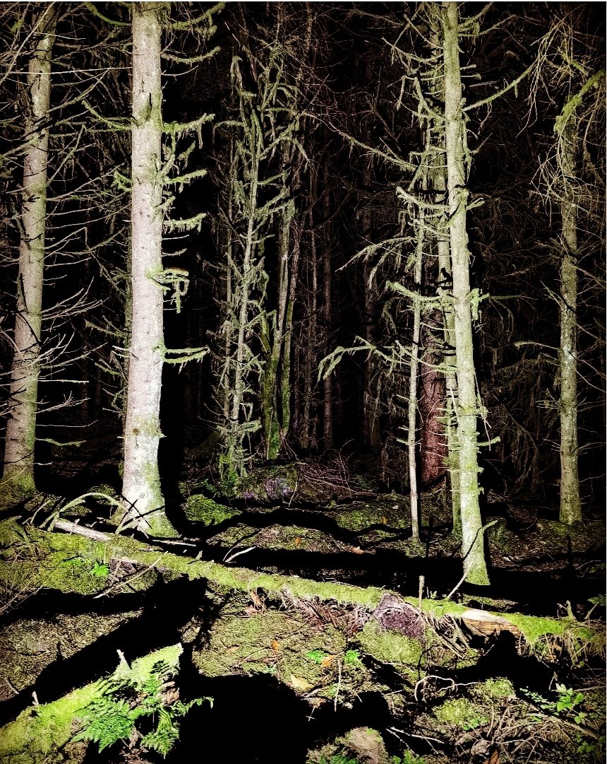 I went to feel my heart quicken in the deep forest but to know the path was sound. I went to hear the rustle and squeak and screech of other beating hearts and know they are my kin.