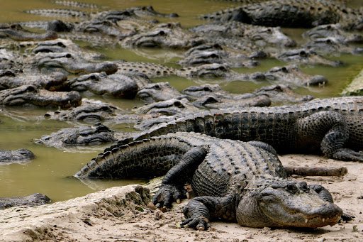 On vous propose d’être le prochain pdg de chez Lacoste mais le seul moyen est de faire un bisous à chaque crocodile sur la photo vous faites ?