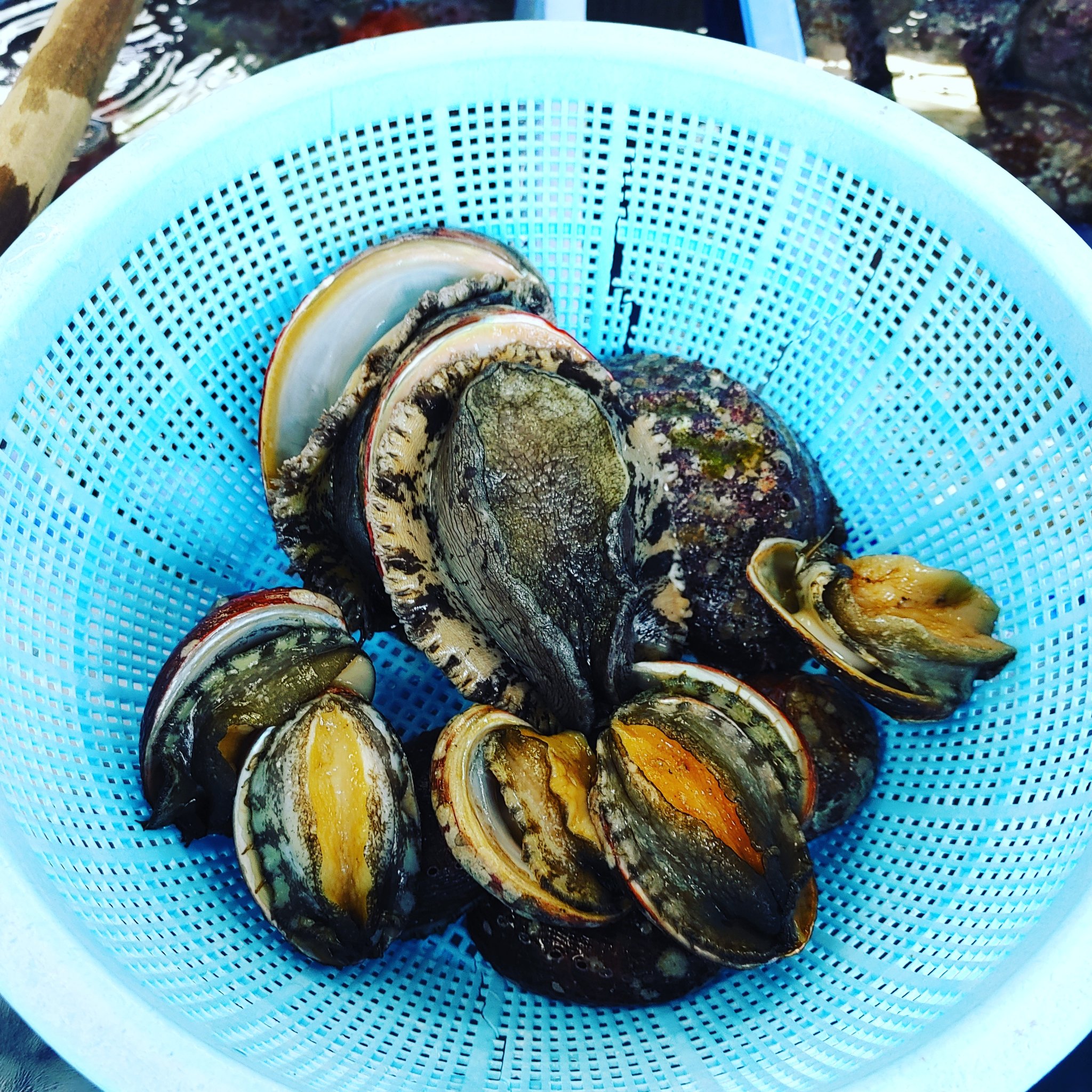 海市場 伊豆大島 活貝 販売中 伊豆大島産の アワビ トコブシ 入荷しました アワビ 1kg7 900円 トコブシ 1kg4 000円 贈答品やご自身へのプレゼントにいかがですか ご希望の方はレシピのご用意ございます ご来店 ご注文お待ちして
