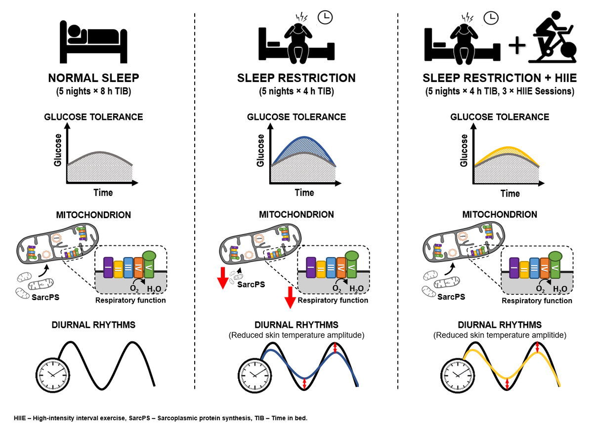 Our new paper - Exercise mitigates sleep-loss-induced changes in glucose tolerance, mitochondrial function, sarcoplasmic protein synthesis, and diurnal rhythms sciencedirect.com/science/articl… is now available online @MolMetab