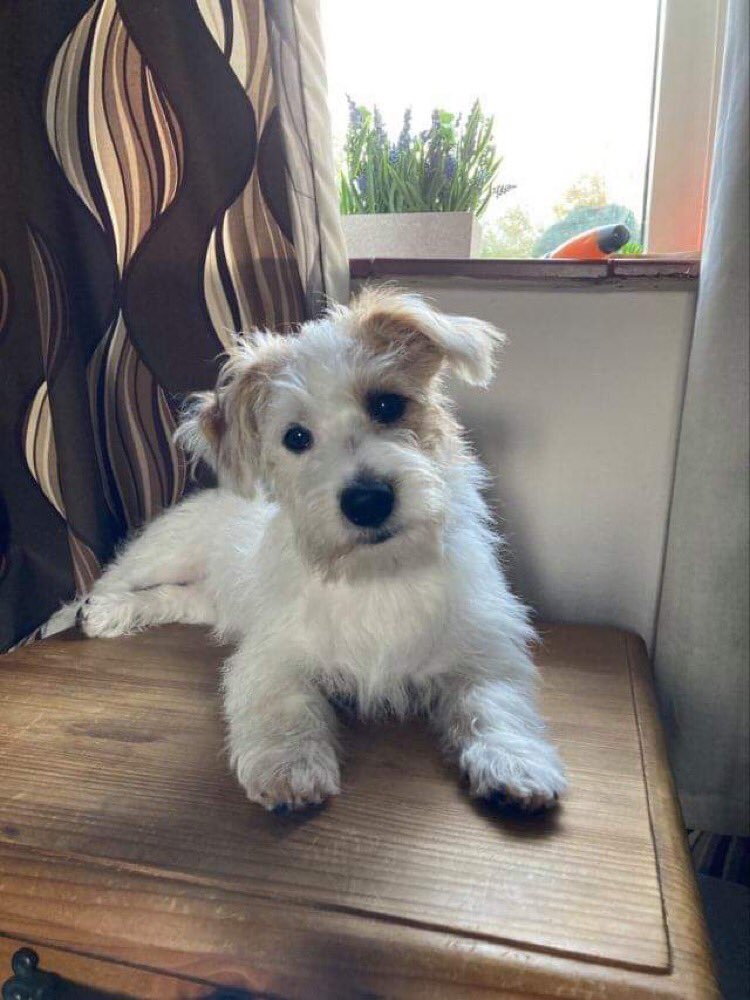 KaishaYoung's tweet photo. @NaNoWriMo I see your Daphne and raise you a Rupert. He loves humans and snuggles and chewing and toys and distracting me and being just all around baby and adorable. He’ll be 6 months old on Wednesday so he’s only a baby. https://t.co/LOaBQoImuU