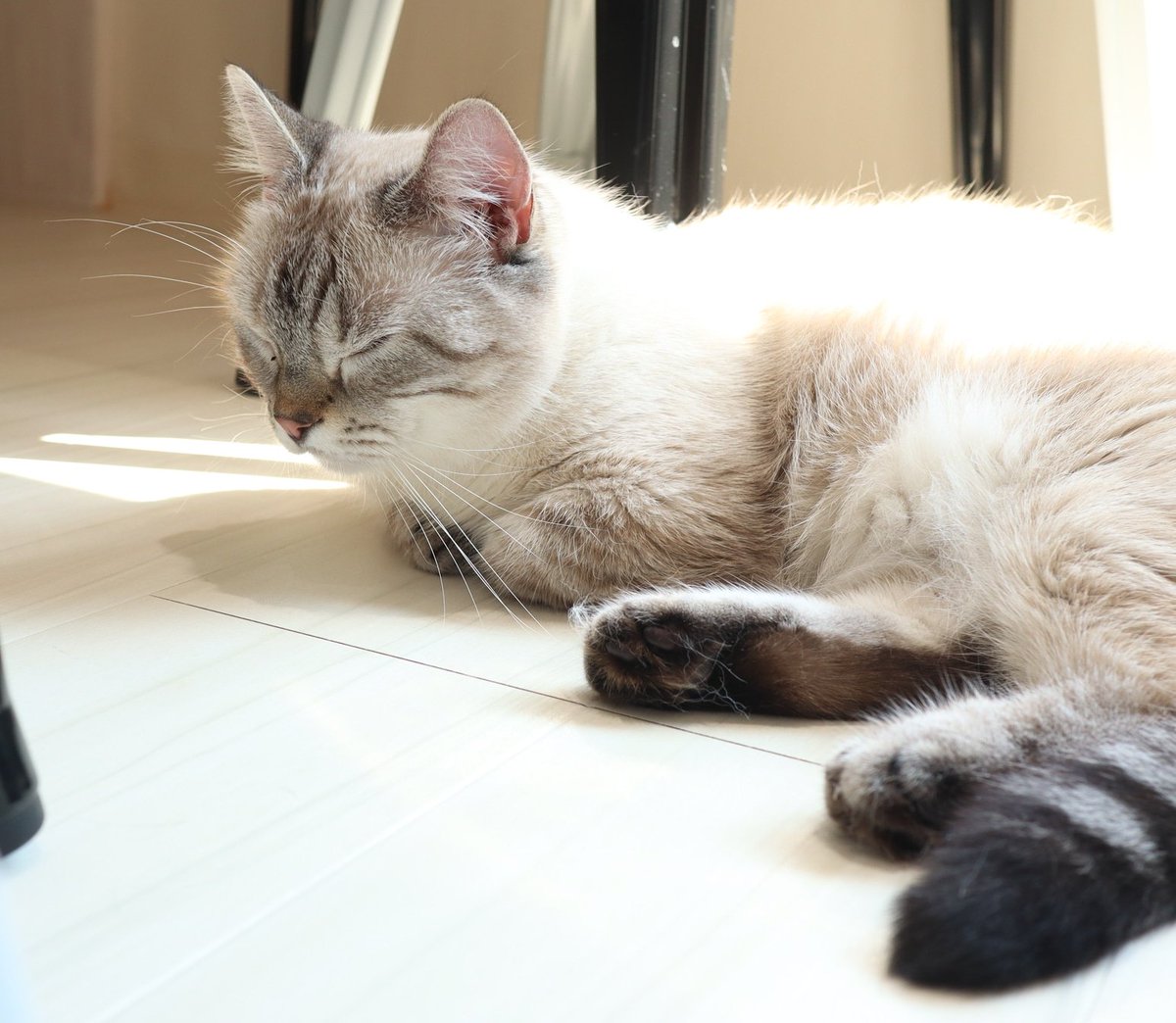 猫カフェ リプミィ Twitterren おはようございます 本日は定休日です 次回は火曜日13 00から営業致します 猫カフェ 猫カフェリプミィ リプミィ 足立区 北千住 猫 Catstagram Catcafe Lipmy Lipmyおもち T Co Assgdvejaf 猫カフェ リプミィ Twitterren おはようございます 本日は定休日です 次回は火曜日13 00から営業致します 猫カフェ 猫カフェリプミィ リプミィ 足立区 北千住 猫 Catstagram Catcafe Lipmy Lipmyおもち T Co Assgdvejaf