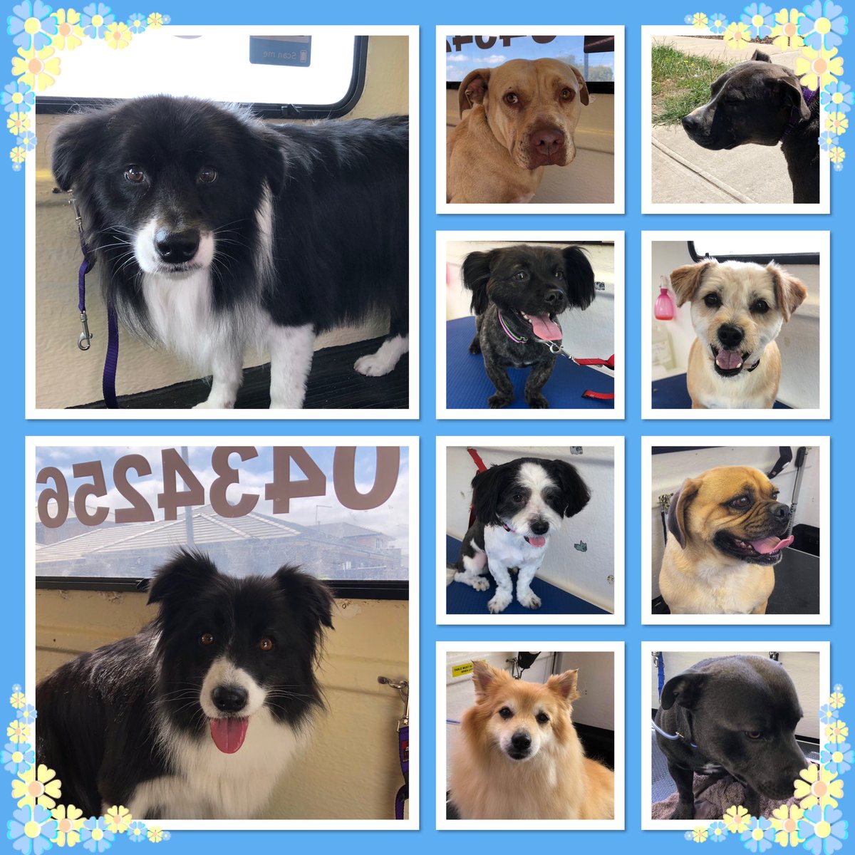 tanis mobile dog wash