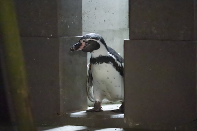 フンボルトペンギンのtwitterイラスト検索結果 古い順