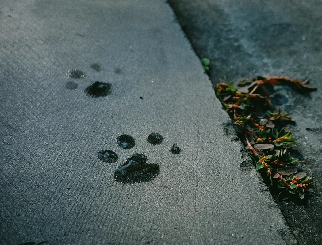 傘の先が猫の足跡。こんな傘だと雨の日でも少し楽しい気持ちになりそう。