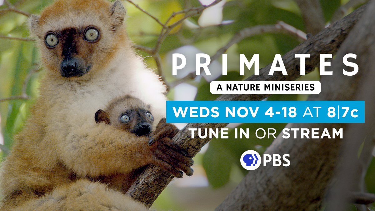 America friends #Primates starts this Wednesday on <a href="/PBSNature/">Nature</a> They’re a wonderful animal family and it’s a series I’m hugely proud off. #pbsnature #whatelection <a href="/haystore/">Nick Easton</a> <a href="/nikkistewpot/">Nikki Waldron</a> <a href="/MikeGunton/">Mike Gunton</a> <a href="/VickiBuckley/">Victoria Buckley</a>