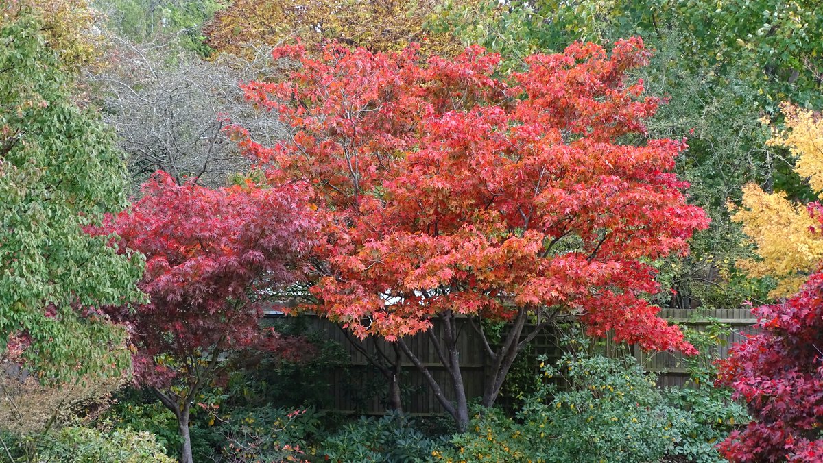 Autumn colour in some of our garden. Just love Japanese maples, they brighten up our day as winter approaches.