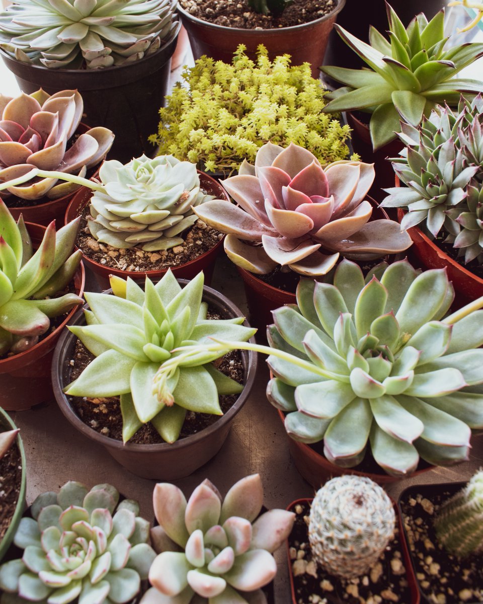 PremierPropMA's tweet photo. Throw open the curtains, let the breeze in and brighten your home decor. Now is the time to reinvent your space and mindset by incorporating natural tones and adding potted plants to your home. Read our latest blog to learn more: https://t.co/CvD29dtudM #BostonRealEstate #Boston https://t.co/lZKhP9LjxC