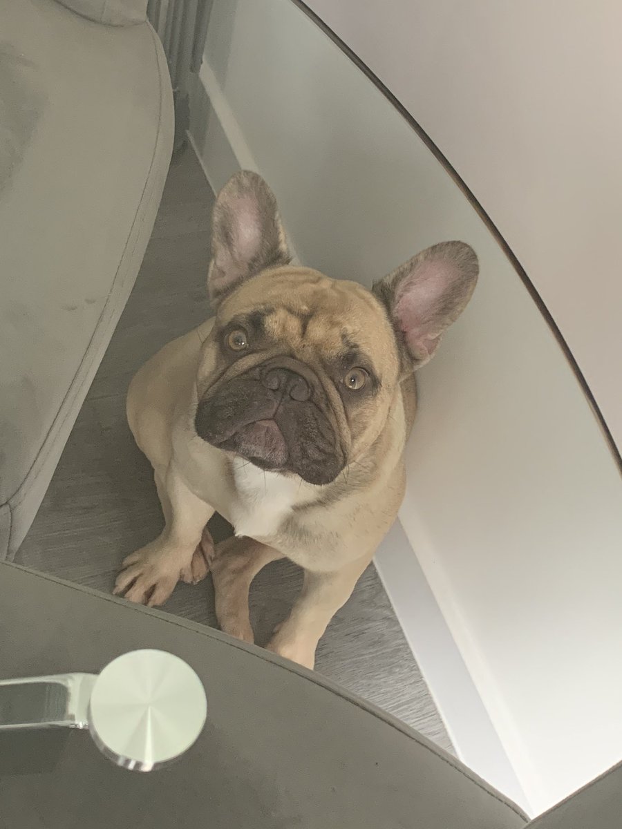 When you try hiding from your problems.
Love this guy 😂
#frenchbulldog