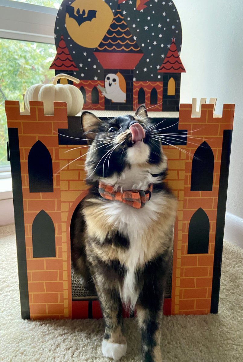 AlexaGeidel's tweet photo. Matisse has the spookiest day ever #Halloween https://t.co/9nCPDDzCry