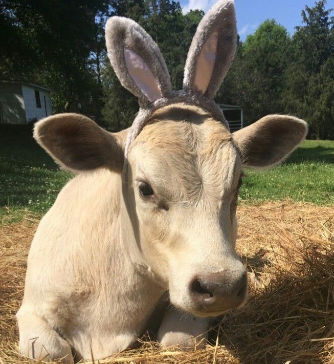 // body image + image of alcoholthread of clairo as cows 