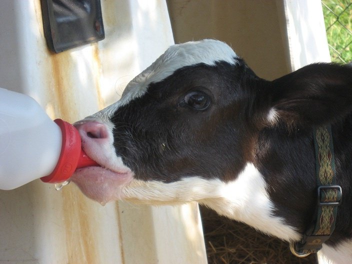 // body image + image of alcoholthread of clairo as cows 