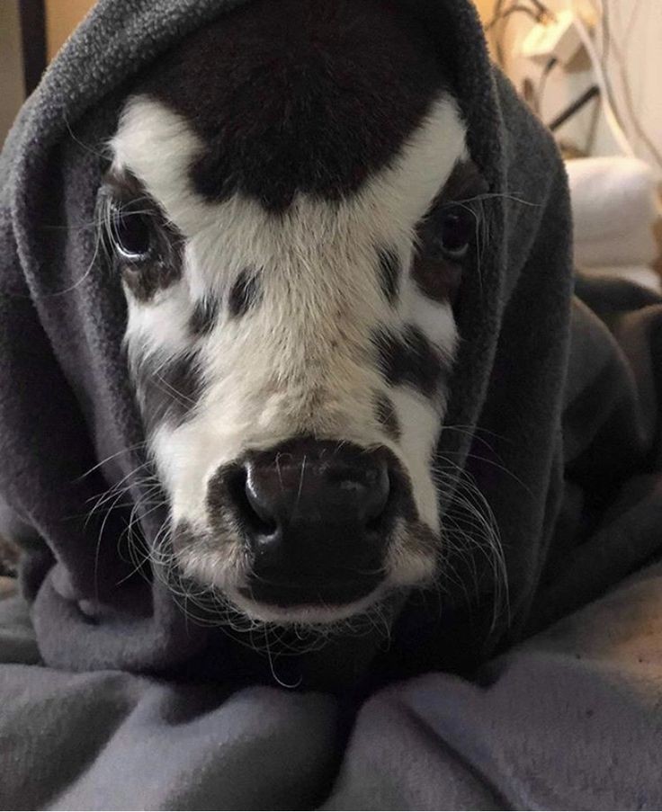 // body image + image of alcoholthread of clairo as cows 