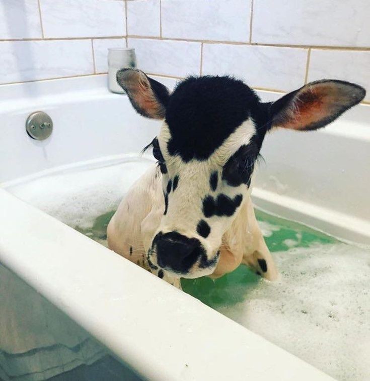 // body image + image of alcoholthread of clairo as cows 
